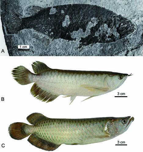 中华金龙鱼化石（A）与东南亚的美丽金龙鱼（B）及澳大利亚的雷卡德金龙鱼（C）对比。