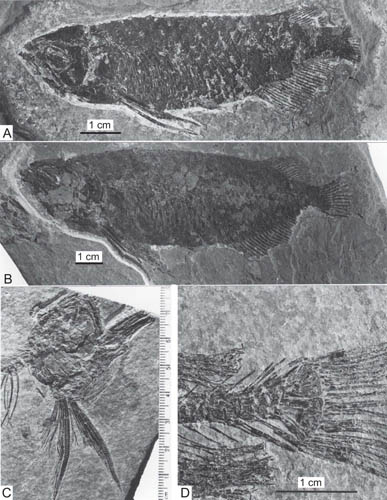 中华金龙鱼化石。